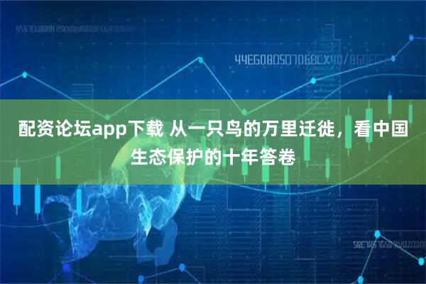 配资论坛app下载 从一只鸟的万里迁徙，看中国生态保护的十年答卷
